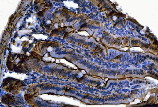 FGF19 Antibody in Immunohistochemistry (Paraffin) (IHC (P))