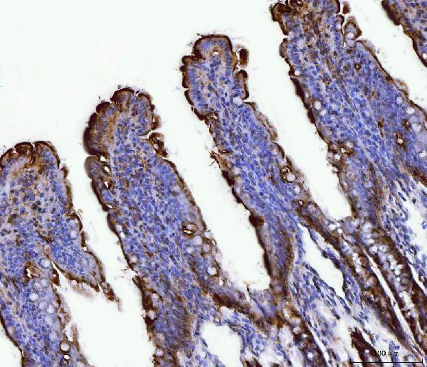 FGF19 Antibody in Immunohistochemistry (Paraffin) (IHC (P))