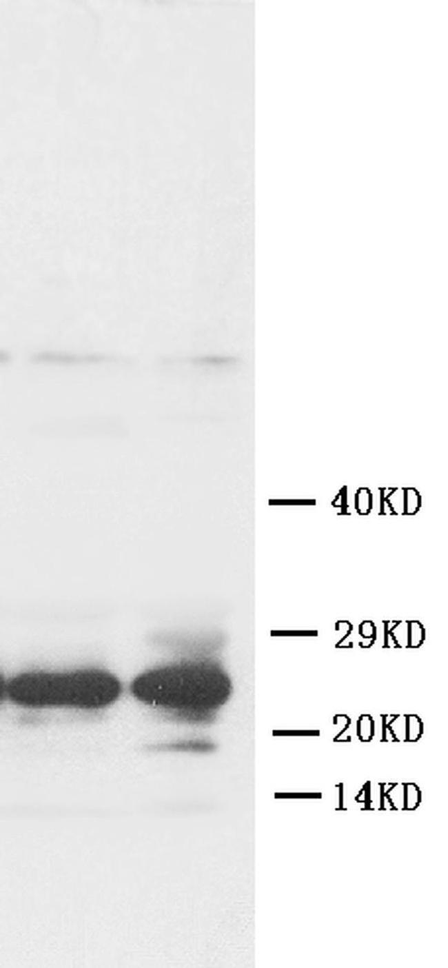 FGF8 Antibody in Western Blot (WB)