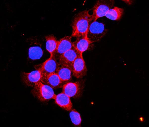 Flotillin 2 Antibody in Immunocytochemistry (ICC/IF)