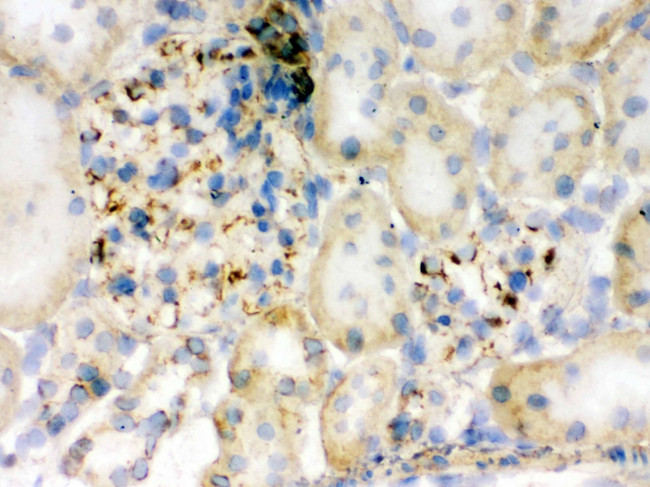 Flotillin 2 Antibody in Immunohistochemistry (Frozen) (IHC (F))