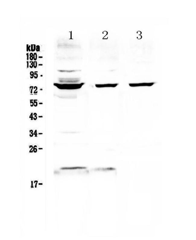 FUS Antibody in Western Blot (WB)