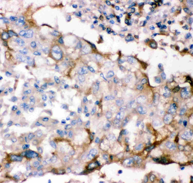 GFR alpha-1 Antibody in Immunohistochemistry (Paraffin) (IHC (P))