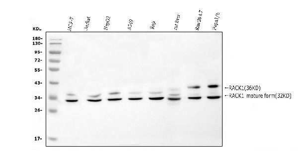 RACK1 Antibody in Western Blot (WB)