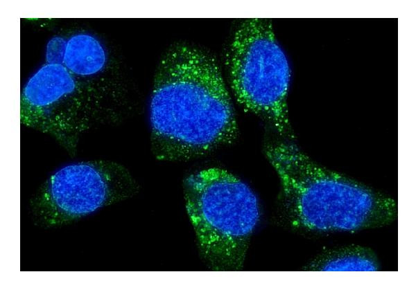 HLA-A Antibody in Immunocytochemistry (ICC/IF)