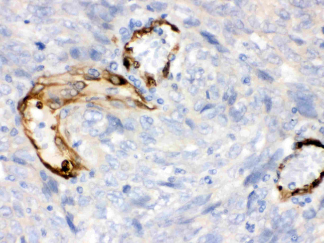 IDO Antibody in Immunohistochemistry (Paraffin) (IHC (P))