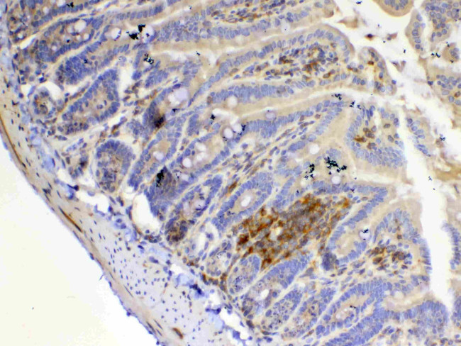 IL-12 p35 Antibody in Immunohistochemistry (Paraffin) (IHC (P))