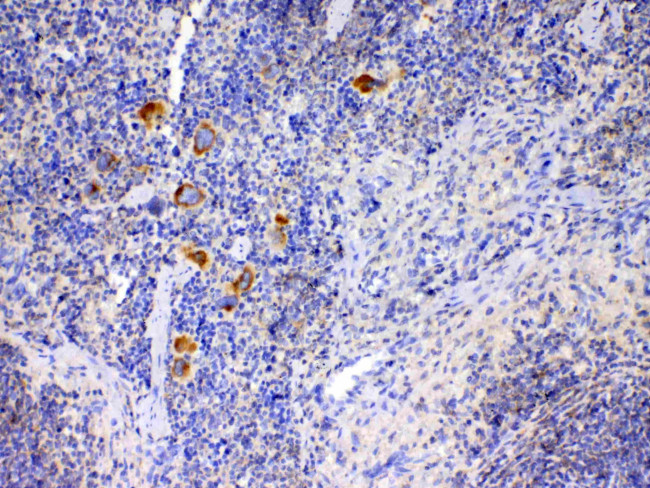 IL-12 p35 Antibody in Immunohistochemistry (Paraffin) (IHC (P))