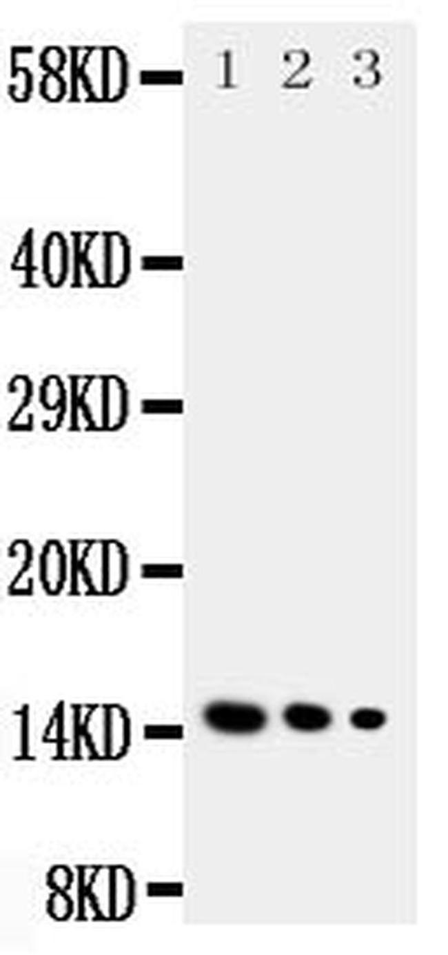 IL-3 Antibody in Western Blot (WB)