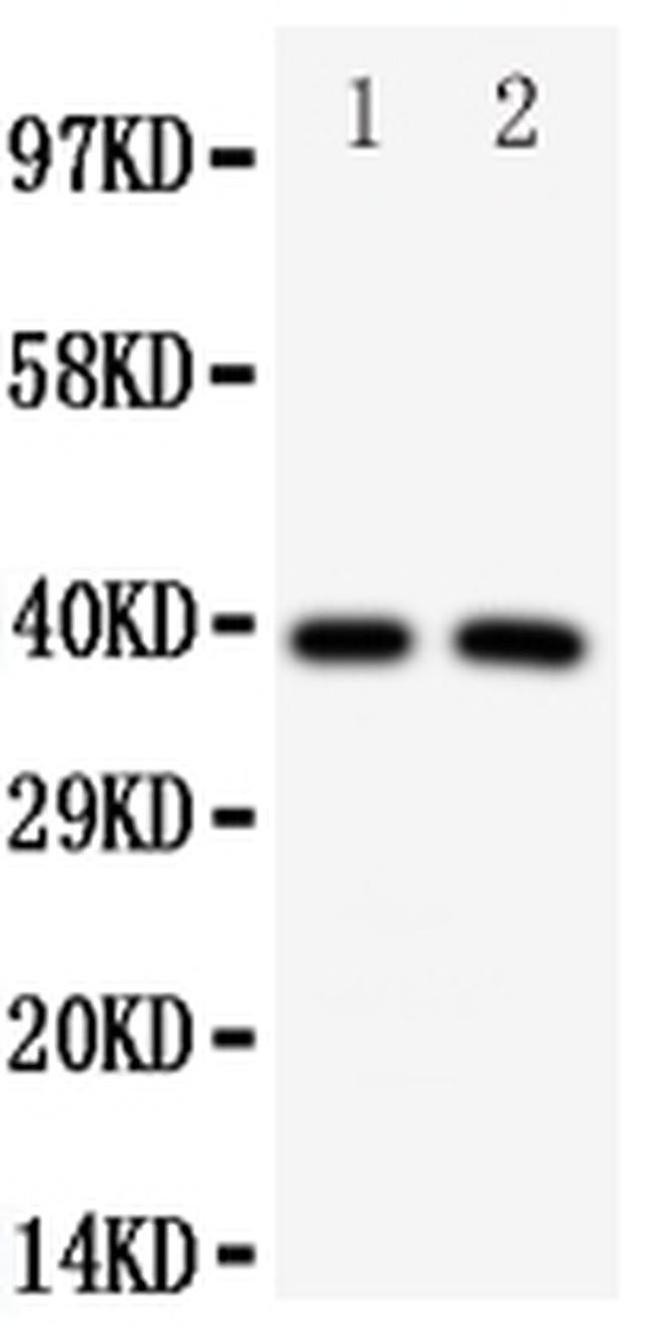 IRF2 Antibody in Western Blot (WB)