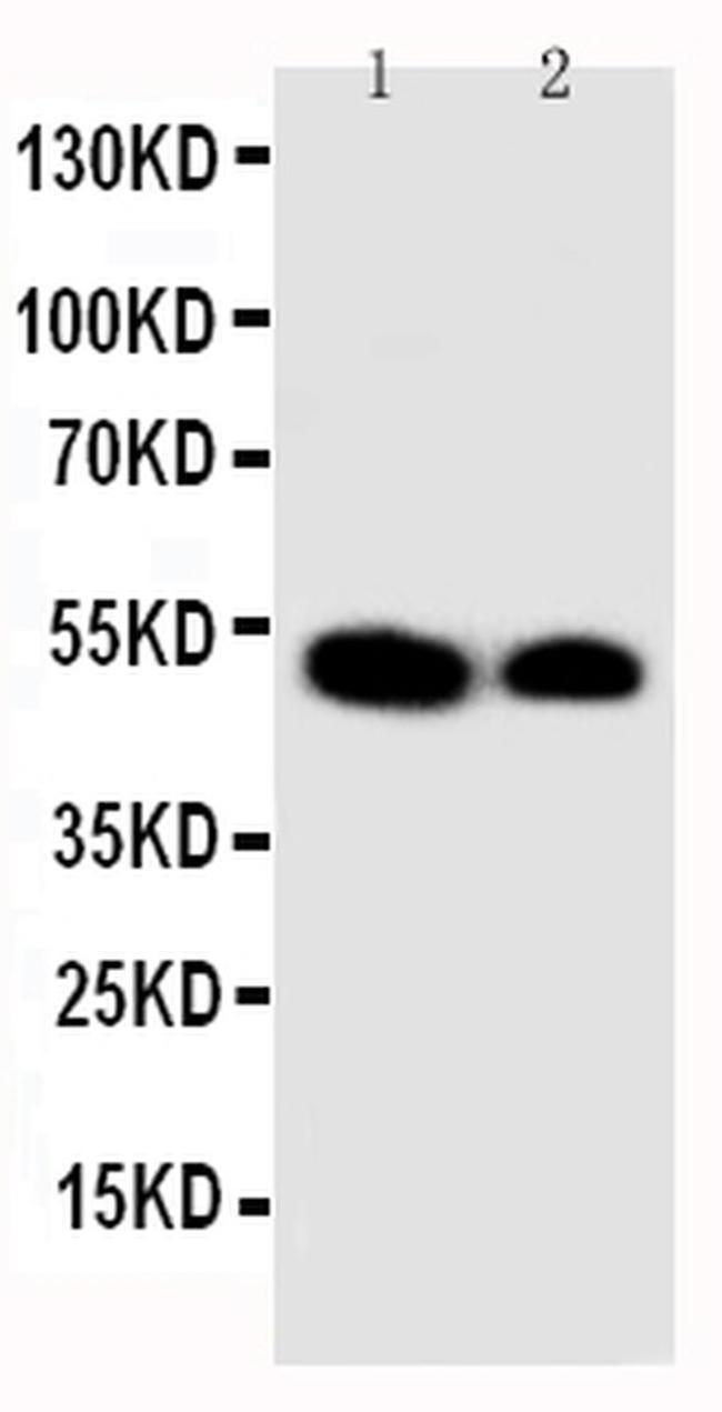 KLF2 Antibody in Western Blot (WB)