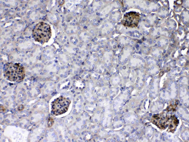 Laminin gamma-1,2,3 Antibody in Immunohistochemistry (Paraffin) (IHC (P))