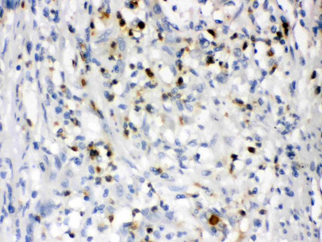 NGAL Antibody in Immunohistochemistry (Paraffin) (IHC (P))