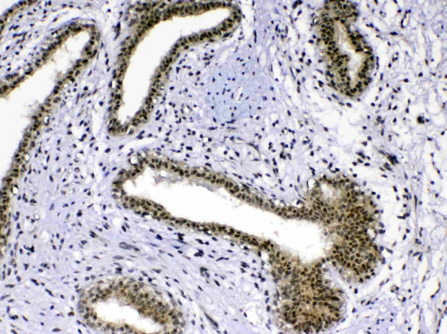 MED18 Antibody in Immunohistochemistry (Paraffin) (IHC (P))