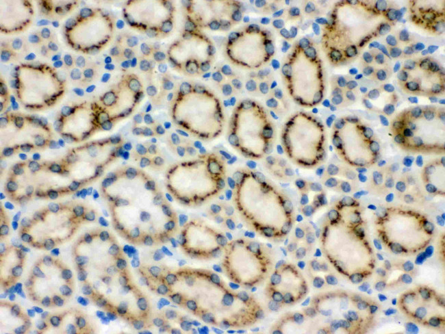 MMP9 Antibody in Immunohistochemistry (Paraffin) (IHC (P))