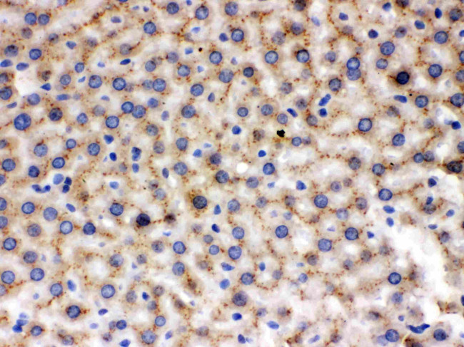 MMP9 Antibody in Immunohistochemistry (Paraffin) (IHC (P))