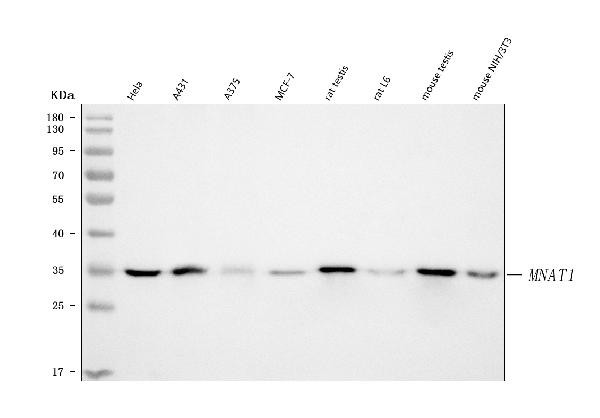 MNAT1 Antibody in Western Blot (WB)