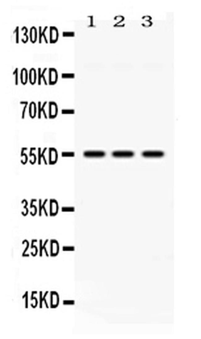 MPP1 Antibody in Western Blot (WB)