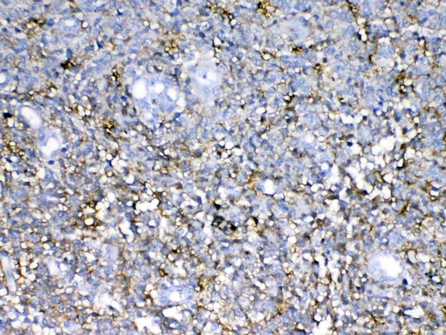 Neurocan Antibody in Immunohistochemistry (Paraffin) (IHC (P))