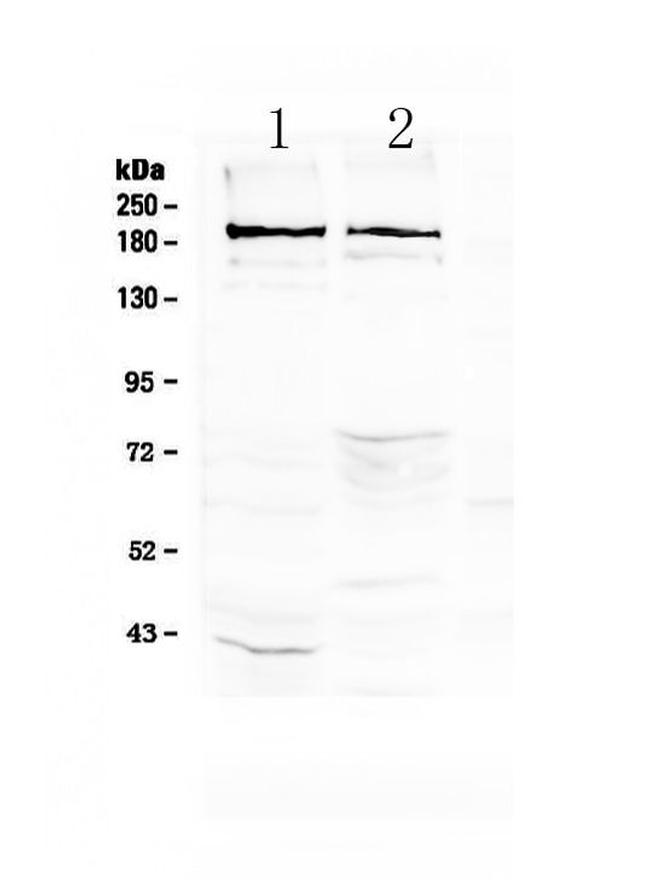 Neurocan Antibody in Western Blot (WB)