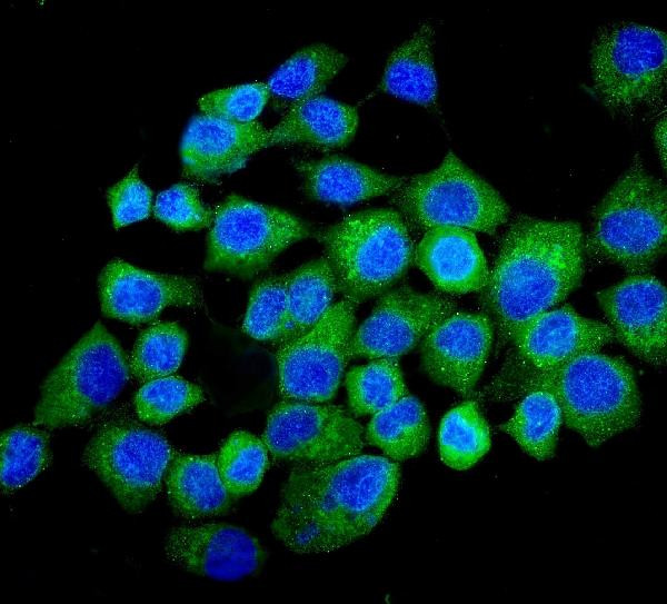 NMI Antibody in Immunocytochemistry (ICC/IF)