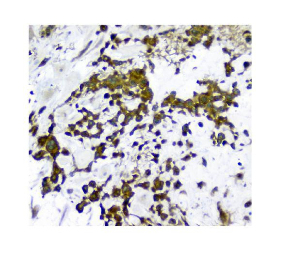 NMI Antibody in Immunohistochemistry (Paraffin) (IHC (P))