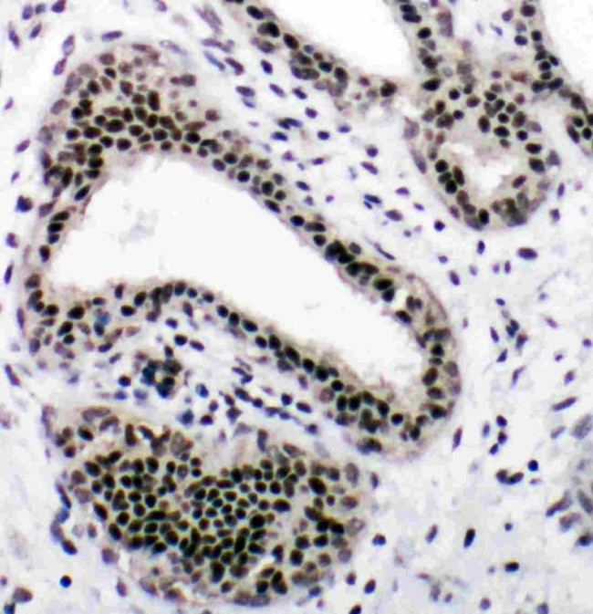 NRF1 Antibody in Immunohistochemistry (Paraffin) (IHC (P))