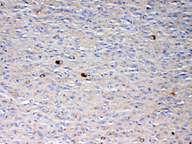 NSF Antibody in Immunohistochemistry (Paraffin) (IHC (P))