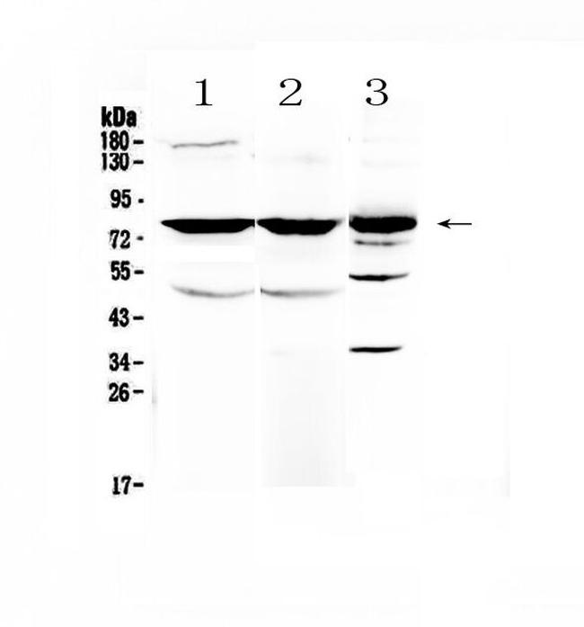 NSF Antibody in Western Blot (WB)