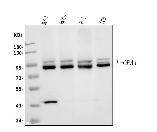 OPA1 Antibody in Western Blot (WB)