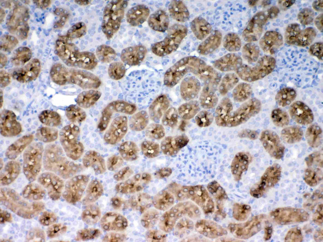 PAH Antibody in Immunohistochemistry (Paraffin) (IHC (P))