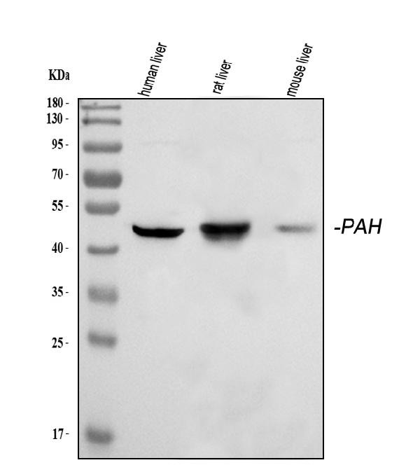 PAH Antibody in Western Blot (WB)