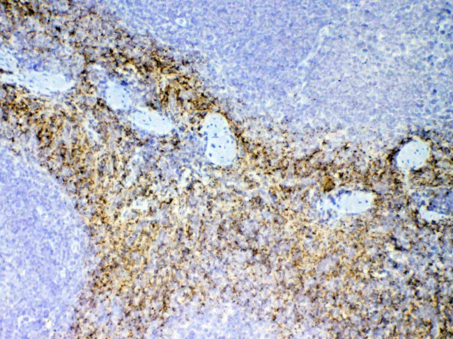 PPBP Antibody in Immunohistochemistry (Paraffin) (IHC (P))