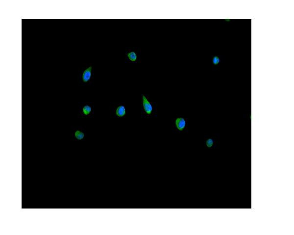 PRDX5 Antibody in Immunocytochemistry (ICC/IF)