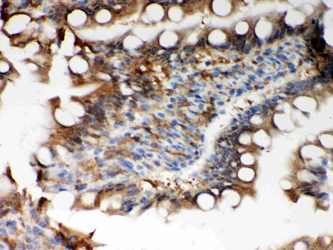 PRDX5 Antibody in Immunohistochemistry (Paraffin) (IHC (P))