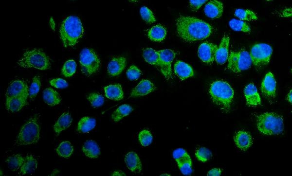 Paxillin Antibody in Immunocytochemistry (ICC/IF)