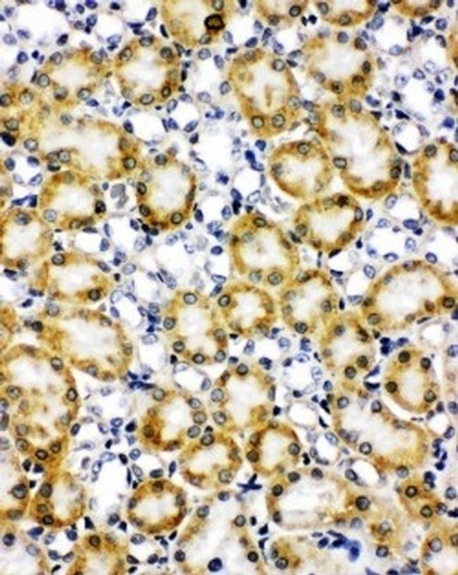 Paxillin Antibody in Immunohistochemistry (Frozen) (IHC (F))