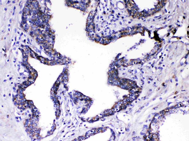 Relaxin 1 Antibody in Immunohistochemistry (Paraffin) (IHC (P))