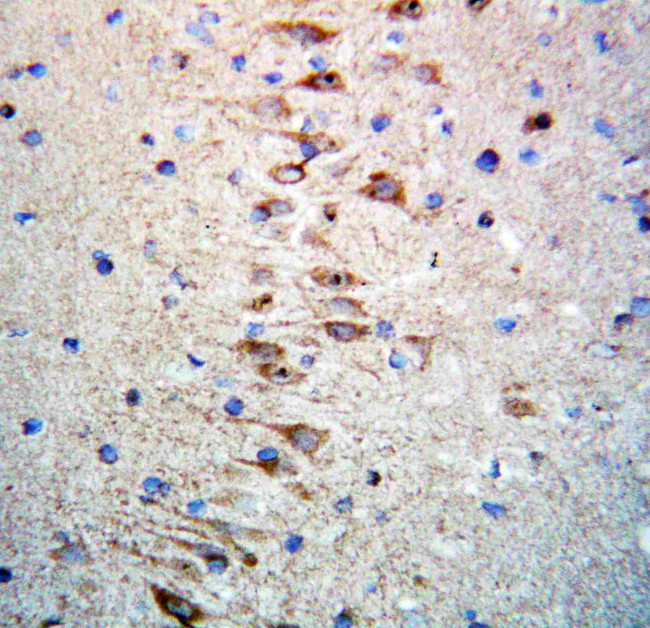 Nogo-A Antibody in Immunohistochemistry (Paraffin) (IHC (P))