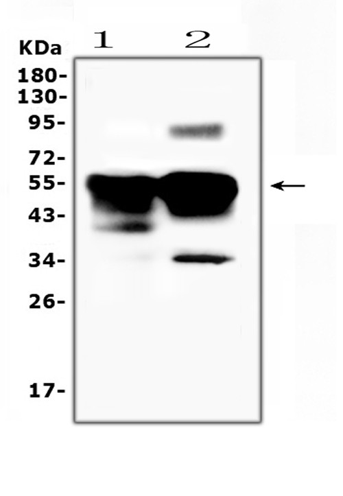 S-arrestin Antibody in Western Blot (WB)