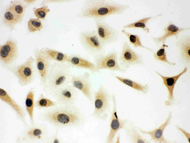 SHC Antibody in Immunocytochemistry (ICC/IF)