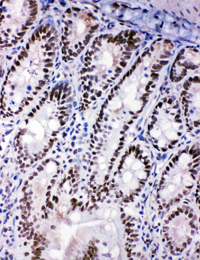 SHC Antibody in Immunohistochemistry (Frozen) (IHC (F))