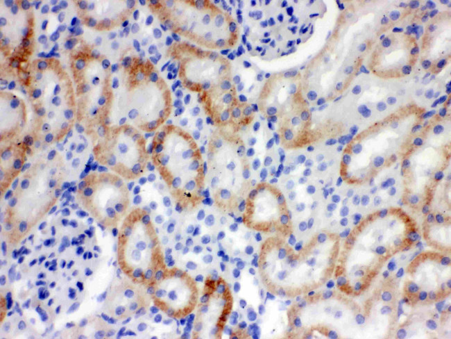 SLC22A2 Antibody in Immunohistochemistry (Paraffin) (IHC (P))