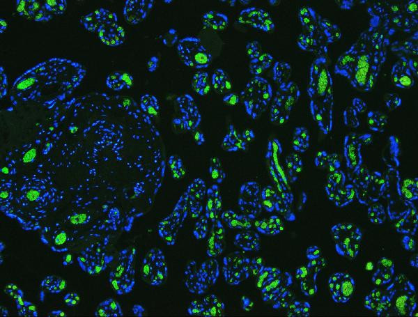 Band 3 Antibody in Immunohistochemistry (Paraffin) (IHC (P))