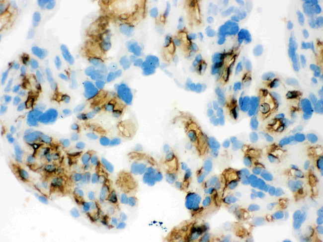 Band 3 Antibody in Immunohistochemistry (Frozen) (IHC (F))