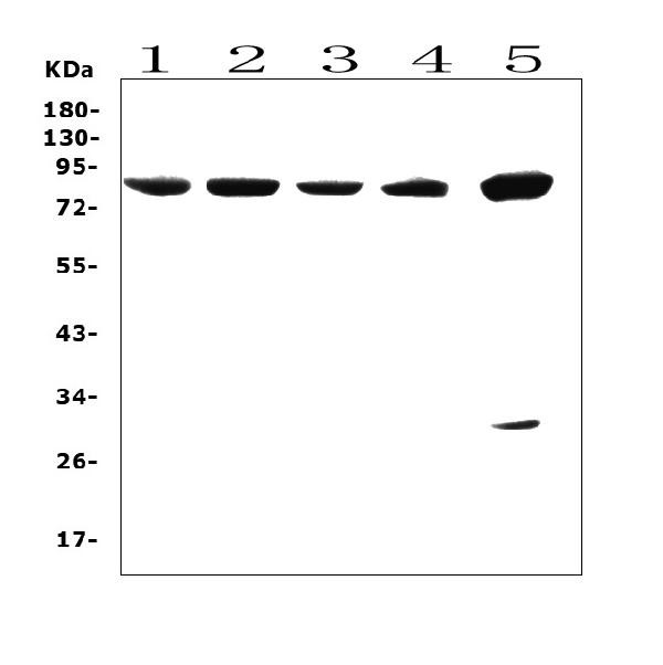 SMURF2 Antibody in Western Blot (WB)