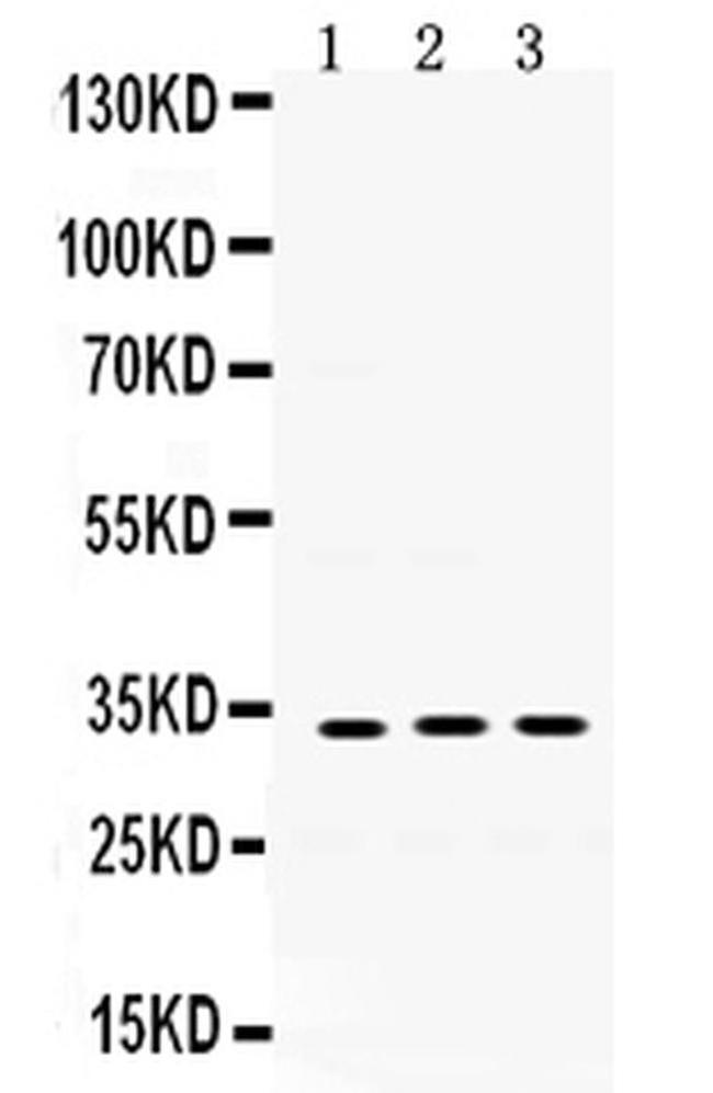 SOD3 Antibody in Western Blot (WB)