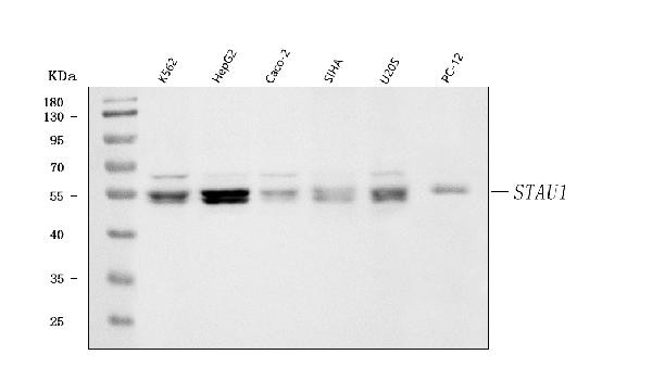 Staufen Antibody in Western Blot (WB)