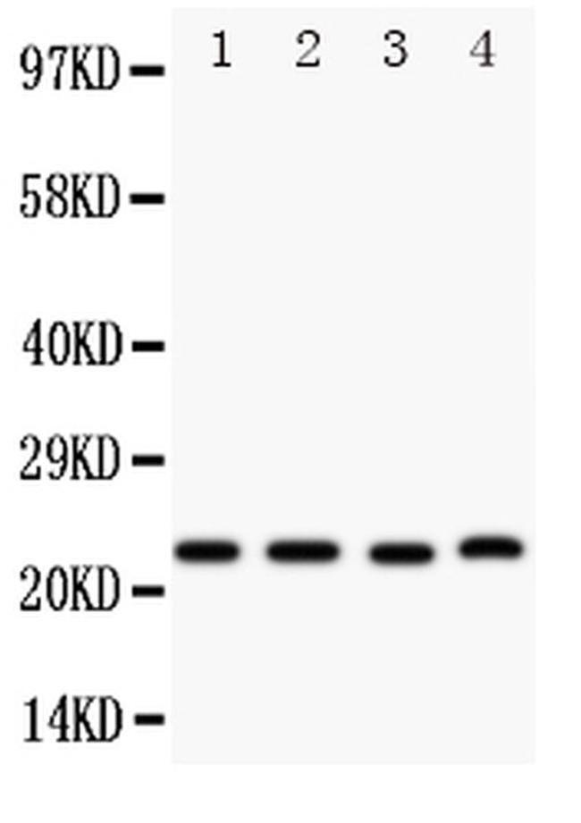 STC2 Antibody in Western Blot (WB)