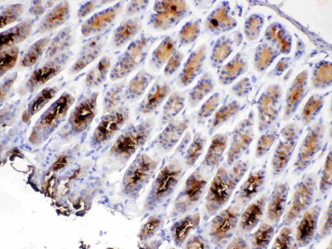 TFF2 Antibody in Immunohistochemistry (Paraffin) (IHC (P))